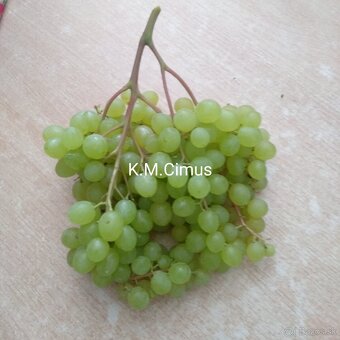 Predám odrezky viniča - 7