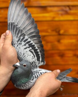 Poštové holuby - 7