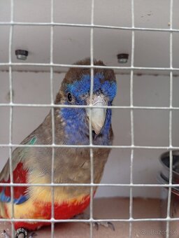 Papagáj červenobruchý - 7