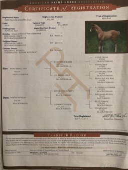 Paint horse pripustanie qh - 7