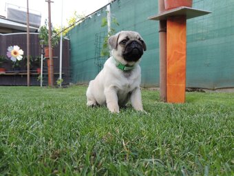 MOPS s PP.FCI - 7