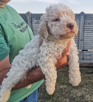 Lagotto Romagnolo steniatko - 7