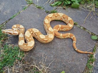 Boa imperator - Paraglow Motley Jungle, Sunglow Motley - 7