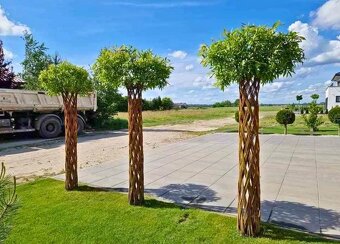 AKTUÁLNE❗PLETENÁ VŔBA, AMERICKÁ vŕba Salix ❗180CM ❗CELÉ SK❗ - 7