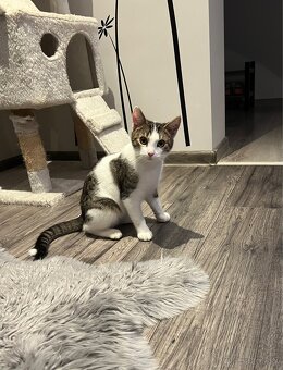 Darujem kocúrika a mačičku - 7