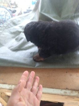 Lotwajler -bersky salašnícky ovčiak - 7