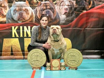 American bully xl xxl - 7