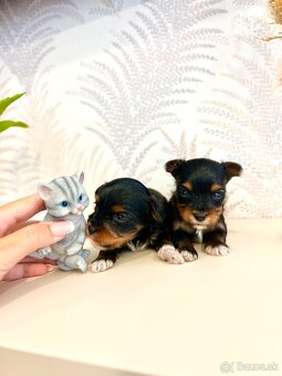 YORKSHIRE TERRIER -3color šteniatka - 7