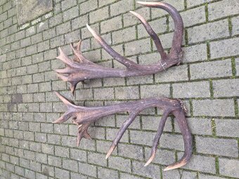 Trofej trofeje paroh parohy parozie zhody - 7