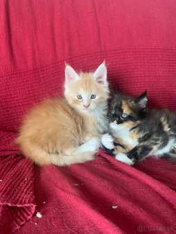 maine coon/ mainska myvalia s PP - 7