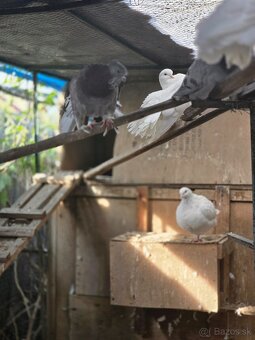 Paviky a Texanou - 7