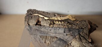 Pagekon riasnaty - 7