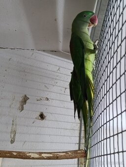 Alexander velký - 7