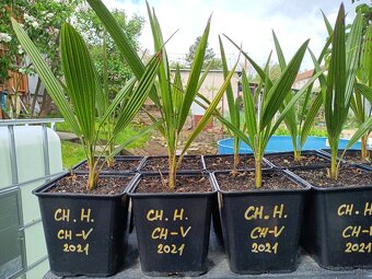 2,5 ročné sadenice Trachycarpus Fortunei - 7