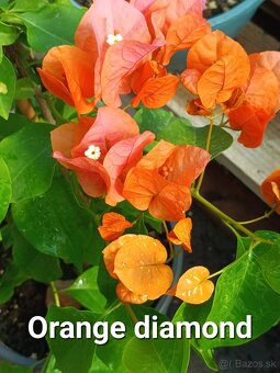 Bougainvillea,( bougainvillea, bugenvilea, bugenvila ) - 7