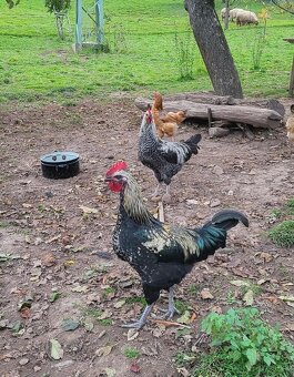 Kohúty na predaj - 7