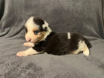 Austrálsky ovčiak s PP - 7