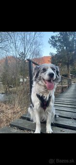 Šteniatka Border kólia - 7