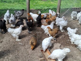 Araukany, Ayam cemani, Brahmanky, Hodvábničky - 7