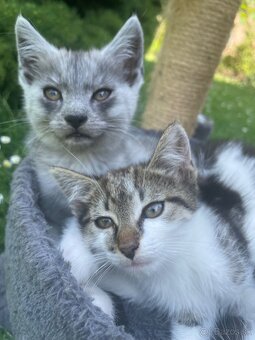 1/2 Mainská mývalia mačka/kocúr (Maine Coon) - 7