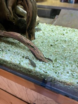 Prísavníky - ancitrus - 7