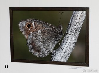 Fotografie motýľov, zarámované, 96 x66 (101 x 70) cm - 7