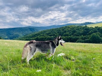 Sibirsky husky - 7
