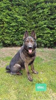 Nemecký ovčiak - 7