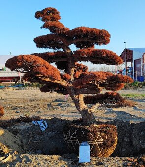 Suchý bonsai pre biophilic design - unikátny doplnok - 7