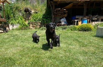 Labrador šteniatká - 7