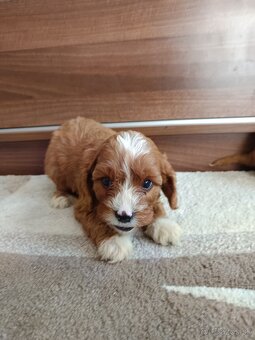 Cavapoo Chalepc/devica - 7