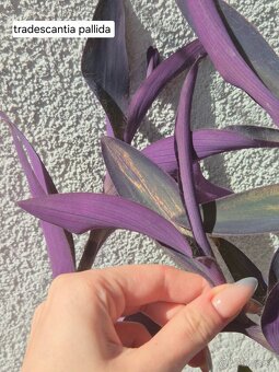 Predám izbové rastliny 2 - 7