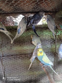 Dúhové andulky - 7