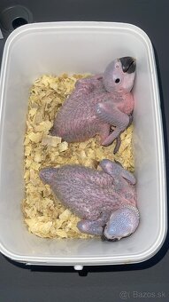 🟡🔵🟡🔵 Ara Ararauna 🟡🔵🟡🔵 - 7