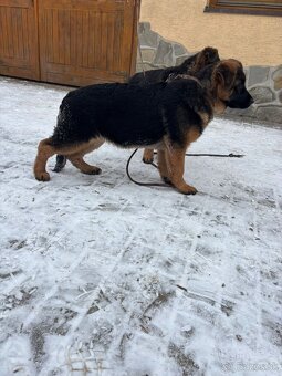 Nemecký ovčiak šteniatka - 7