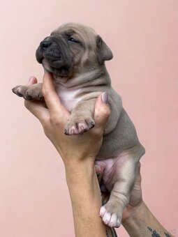 American Bully XL - Exkluzivní spojení šampionů - 7
