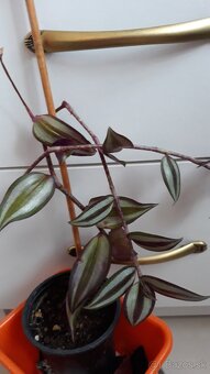 Predam izbové kvety 3e za kus - 7