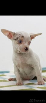 Diamond merle biela - 7