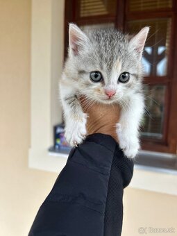 Darujem maciatka - 7