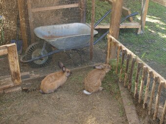 zajace z voľného výbehu a voliéry- ideálne na chov - 7