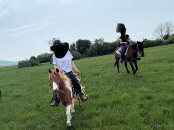 Pony kobylka - 7