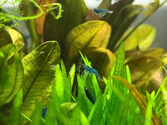 Krevetky neocaridina Blue Dream - 7
