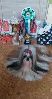 Shih-tzu s PP posledné šteniatko (shih tzu, shitzu, si-tzu) - 7