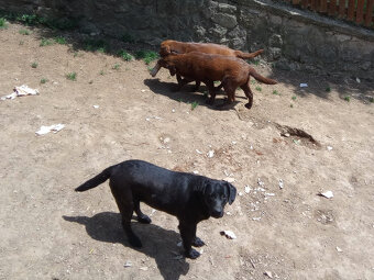 Darujem do dobrých rúk - 2 labradori čokoládoví - 7