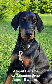 DOBERMANN šteniatka s P.P. - 7