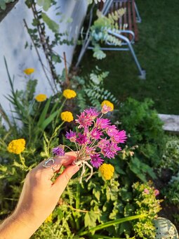 Fialový a biely sucho-kvet (slamienka) 🌸 - 7