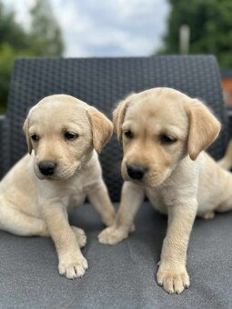 šteniatka labrador a (biely psík) - 7