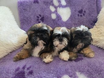 Šteniatka shi tzu - 7