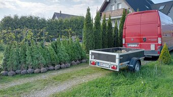 Tuja Smaragd, vavrínovec, červienka, gaštan - Banská Bystric - 7