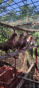 Predám poštové holuby Meulemans - 7